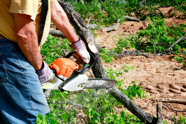 The Steps Involved in Our Tree Care Process in Bangor, PA